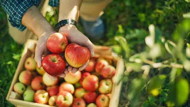 Apple Harvesting
